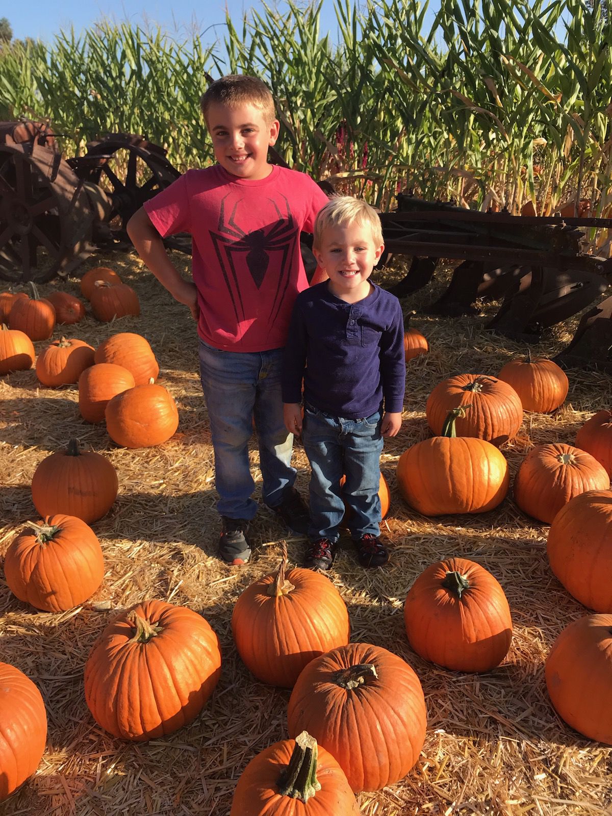 Picking Pumpkins 2019